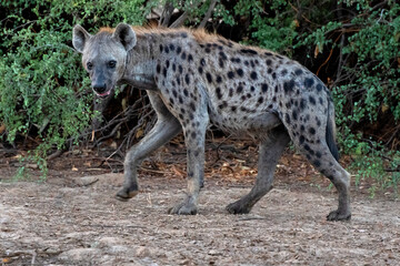 The spotted hyena (Crocuta crocuta), also known as the laughing hyena, Zakouma National Park, Chad