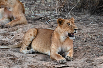 Lion in Zakouma National Park, Chad.