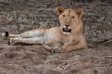 Lion in Zakouma National Park, Chad.