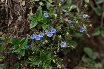 forget me not flowers
