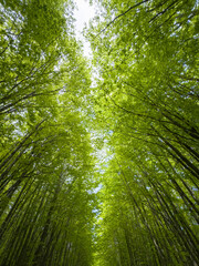 Path of verdant beech trees in the vibrant heart of nature