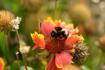 Insekt on Flower
