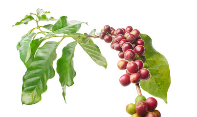 Red coffee beans on a branch of coffea tree with leaves, ripe and unripe coffee beans isolated on white background with clipping path  