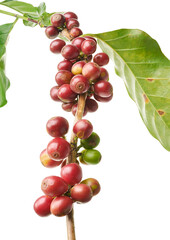 Red coffee beans on a branch of coffea tree with leaves, ripe and unripe coffee beans isolated on white background with clipping path  