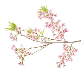 Prunus cerasoides flower, Wild Himalayan cherry plants, isolated on white background  
