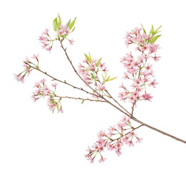 Prunus cerasoides flower, Wild Himalayan cherry plants, isolated on white background  