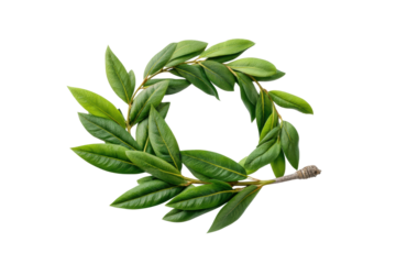 PNG Green laurel wreath on black background