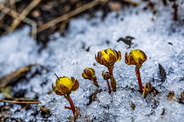 Early spring budding ice flower