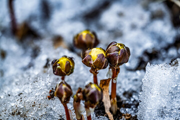 Early spring budding ice flower