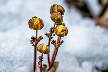 Early spring budding ice flower