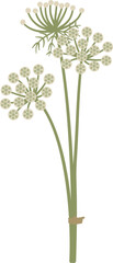 Fototapeta premium stylized Visnaga, Ammi visnaga