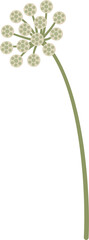 stylized Visnaga, Ammi visnaga
