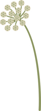 stylized Visnaga, Ammi visnaga
