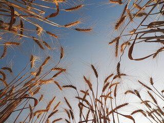 Couple of wheat ears on a blurred background.