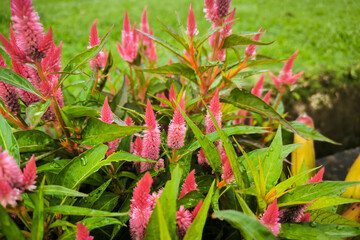 pink celosia argentea l flowers or cock's comb (Boroco) flowers in the garden.