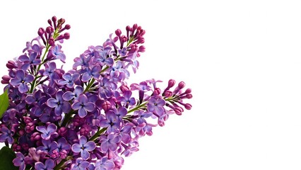 Fototapeta premium Purple lilac flowers on white