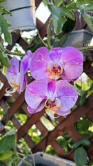 Gradient Purple Phalaenopsis Close-up on Wooden Lattice: Speckled Petals with Yellow-White-Red Stamens and Green Foliage for Gardening Photography, Home Decor, and Floral Art