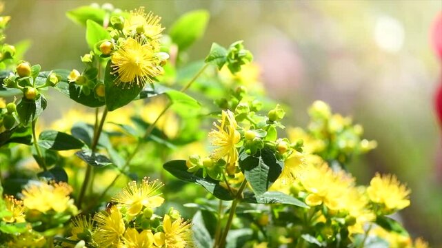 Tutsan flowers, Hypericum Androsaemum, Cherry Flowering Plant, flowered variety of Hypericum, St John's wort, close up blooming in summer garden. Slow motion 