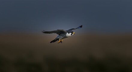 Majestic Peregrine Falcon in Flight