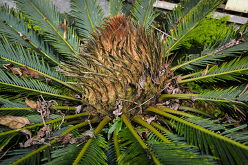Close-up photo of a Pakis Haji flower or Cycas flowers. © Mahesa