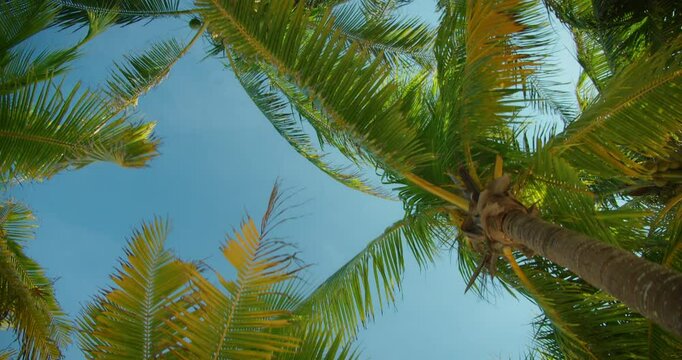 View from below looking up at palm trees against blue sky on sunny tropical day