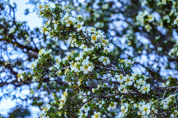 Blooming Cliffrose beside South Kaibab Trail at Grand Canyon National Park.