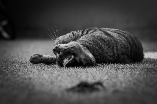 Esta &eacute; minha linda gatinha chamada luna, pousando para fotos