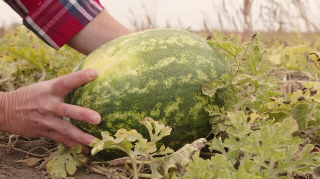 Man choosing ripe watermelon on melon patch, tapping it with his hand to test ripeness of fruit.