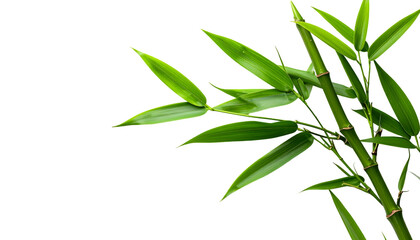 Fototapeta premium Green bamboo plant isolated on Transparent Background