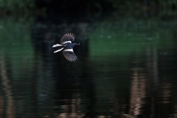 Oriental Magpie Robin, Copsychus saularis, in flight over pond in forest park, distinctive black and white bird with long tail usually held upright when hopping on ground, worm prey in bird mount