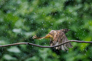 Streak-eared Bulbul, Pycnonotus conradi, flying in rain shower in forest park, a member of the bulbul family of passerine birds, tropical moist lowland forest habitat, bird in flight, bokeh background