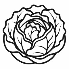 Cabbage outline icon on white background