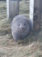 Wombat In The Wild 