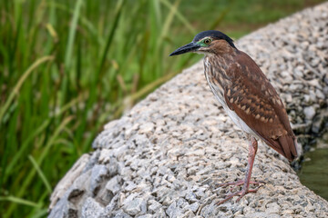 Nankeen Night Heron - Nycticorax caledonicus, beautiful colored water bird from Australasian swamps and fresh waters, Australia.