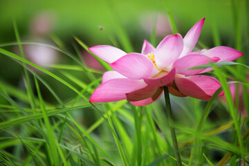 Obraz premium Beautiful Pink Lotus Flower Surrounded by Lush Green Grass
