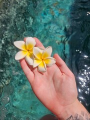 Hand With Frangipani By Water