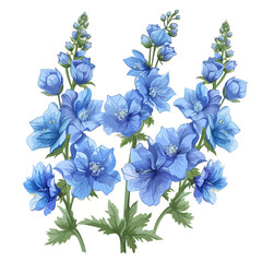 Delphinium flower isolated on white background 