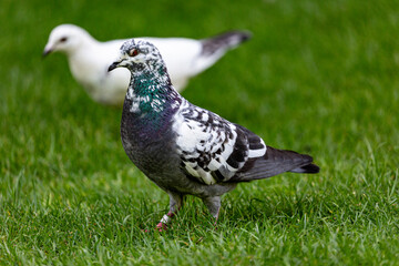 Obraz premium Pigeon on grass field in a garden