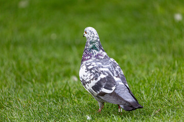 Pigeon on grass field in a garden
