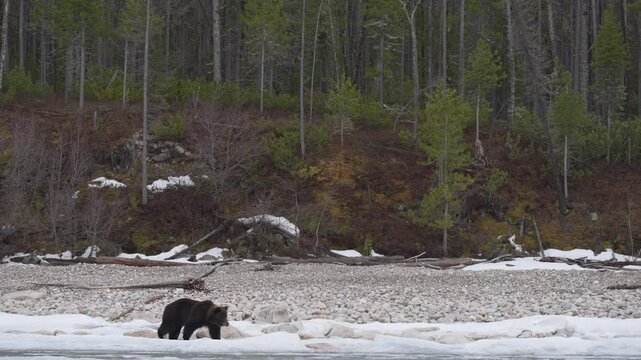 A lone wild brown bear wanders along the icy shore of a lake and search of food 