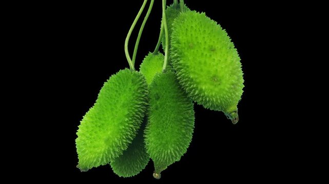 Spiny gourd or spine gourd also known as bristly balsma pear, prickly carolaho isolated on white background. assamese bhat kerela