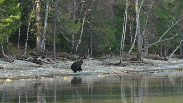 Brown bear walks along the shore of the lake and runs away into the forest