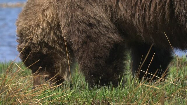 Close-up portrait of a wild brown bear eating grass on green meadow in summer