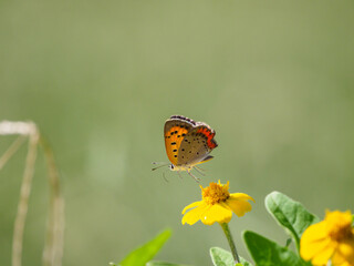 晩夏のシジミチョウ