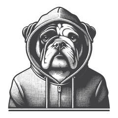 Fototapeta premium Vintage Hand-Drawn Bulldog Wearing a Hoodie Illustration – Canine Dog Engraved Style Vector for T-Shirts, Posters, Stickers, and Urban Pet Themes Apparel