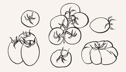Line art tomatoes on vine collection © Maria