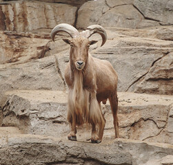 mountain goat on the rocks