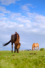 Obraz premium Two horses grazing and eating grass on a meadow. Blue sky rural landscape Sweden