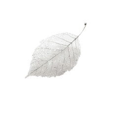 Delicate Frost-Covered Leaf Isolated on Black Background