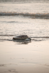 Sea Turtle on the Shoreline trying to get back to the sea